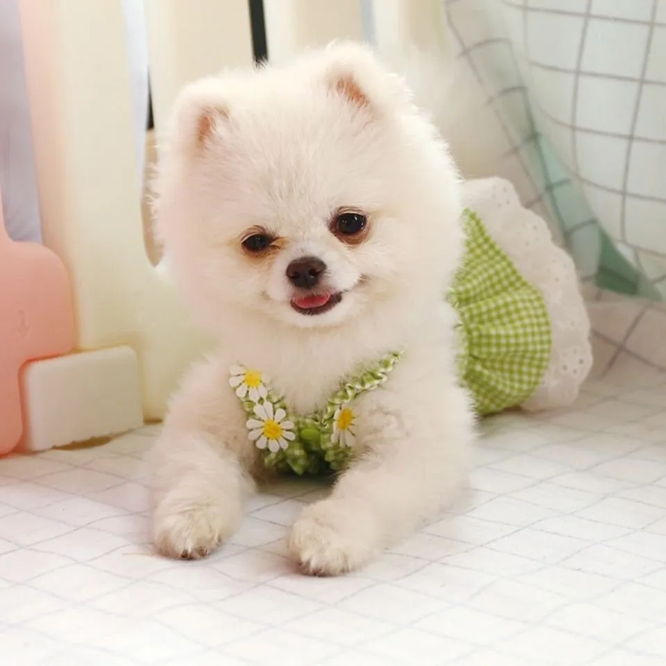 Daisy Halter Gingham Pet Dress