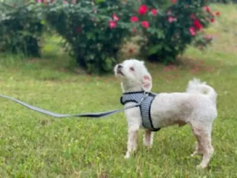 Gingham XXS Teacup Dog Harness Vest 2 LBS to 6 LBS