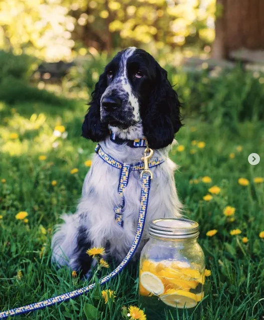 Harness | Make Lemonade