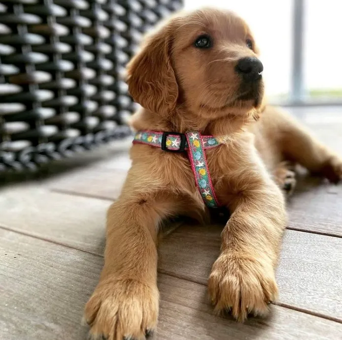 Harness | Reef